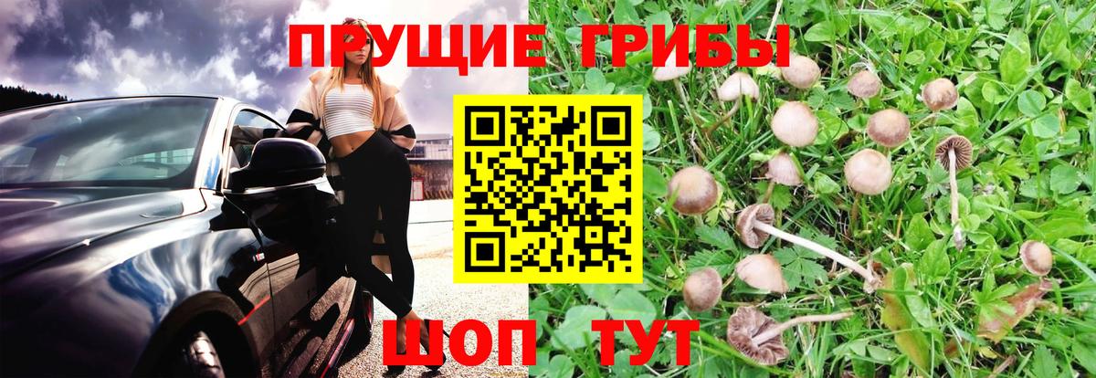 Галлюциногенные грибы Psilocybine cubensis  Вход с VPN  Приморско-Ахтарск 